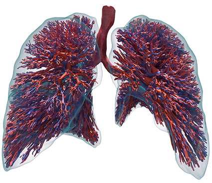 Virtueller Lungenzwilling soll mittels KI Vorhersage von Therapieerfolgen ermöglichen