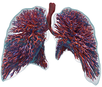 Virtueller Lungenzwilling soll mittels KI Vorhersage von Therapieerfolgen ermöglichen