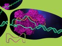 Merck vergibt Lizenzen an CRISPR-Technologie zur Genomeditierung
